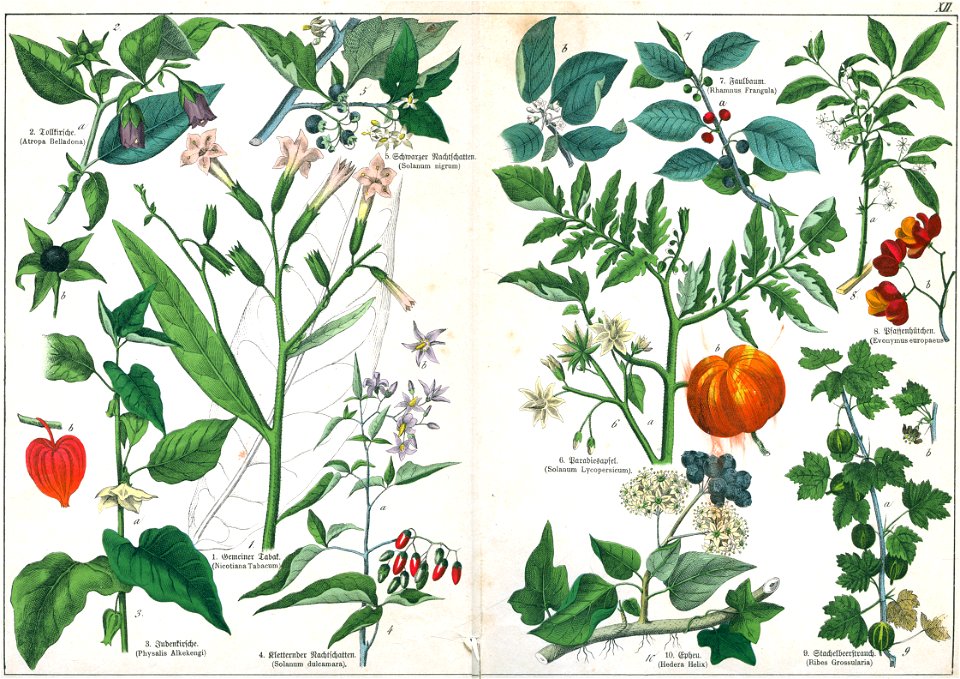 Naturgeschichte des Pflanzenreichs Tafel XII