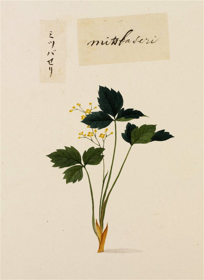 Naturalis Biodiversity Center - RMNH.ART.769 - Cryptotaenia japonica - Kawahara Keiga - 1823 - 1829 - Siebold Collection - pencil drawing - water colour