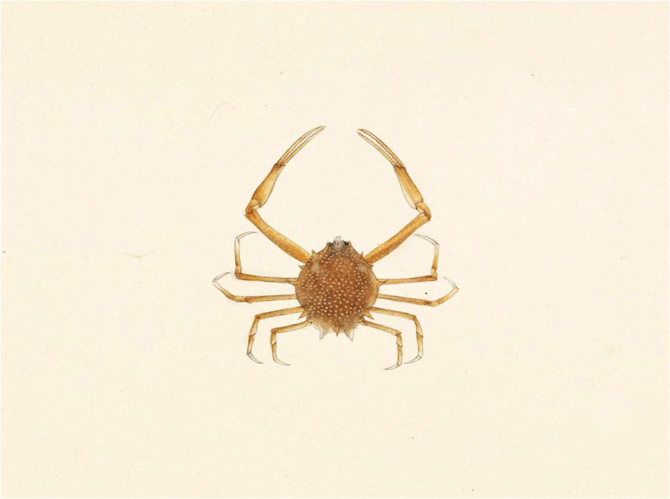 Naturalis Biodiversity Center - RMNH.ART.92 - Arcania undecimspinosa - Kawahara Keiga - 1823 - 1829 - Siebold Collection - pencil drawing - water colour