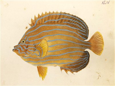 Naturalis Biodiversity Center - RMNH.ART.521 - Holacanthus septentrionalis (Temminck and Schlegel) - Kawahara Keiga - 1823 - 1829 - Siebold Collection - pencil drawing - water colour