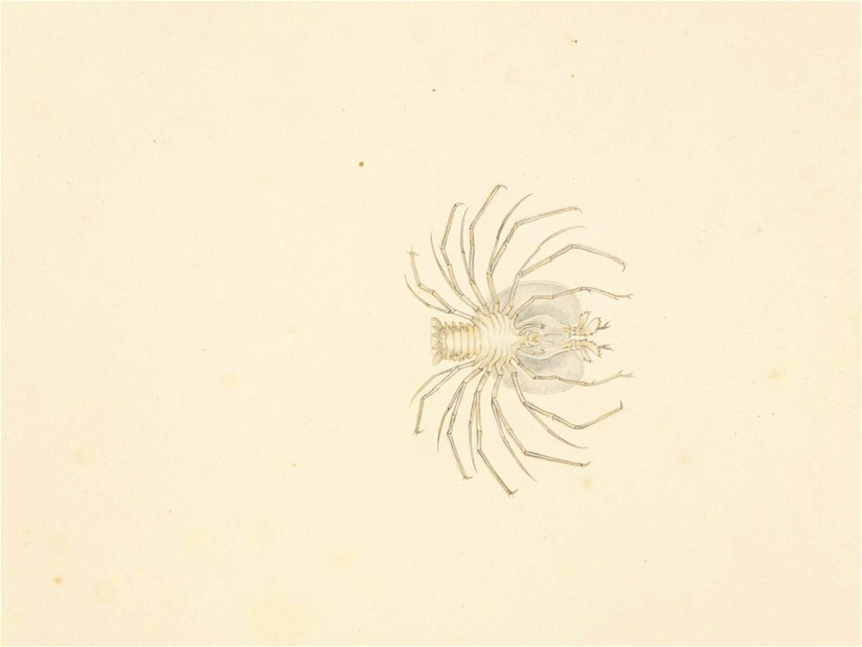 Naturalis Biodiversity Center - RMNH.ART.63 - Ibacus ciliatus - Kawahara Keiga - 1823 - 1829 - Siebold Collection - pencil drawing - water colour