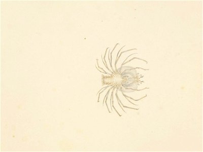 Naturalis Biodiversity Center - RMNH.ART.63 - Ibacus ciliatus - Kawahara Keiga - 1823 - 1829 - Siebold Collection - pencil drawing - water colour