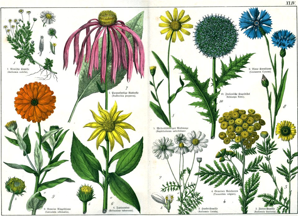 Naturgeschichte des Pflanzenreichs Tafel XLIV