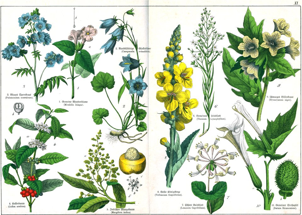 Naturgeschichte des Pflanzenreichs Tafel XI