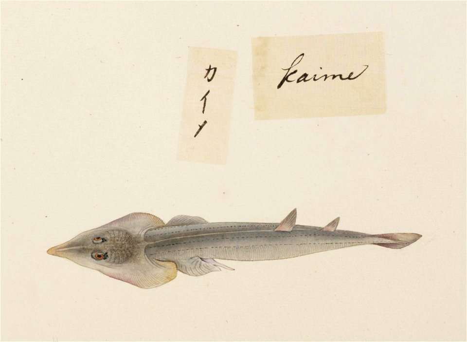 Naturalis Biodiversity Center - RMNH.ART.525 - Rhinobatos schlegelii - Kawahara Keiga - 1823 - 1829 - Siebold Collection - pencil drawing - water colour