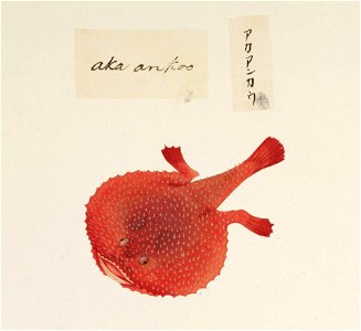 Naturalis Biodiversity Center - RMNH.ART.537 - Halieutaea stellata - Kawahara Keiga - Siebold Collection