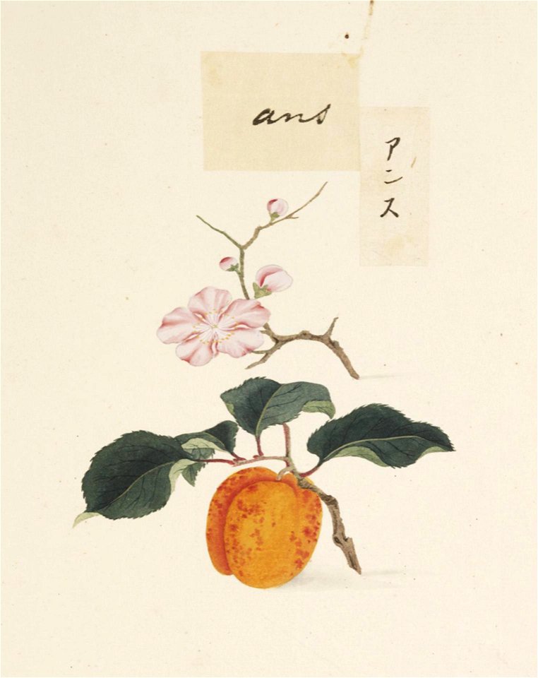 Naturalis Biodiversity Center - RMNH.ART.646 - Prunus armeniaca - Kawahara Keiga - 1823 - 1829 - Siebold Collection - pencil drawing - water colour