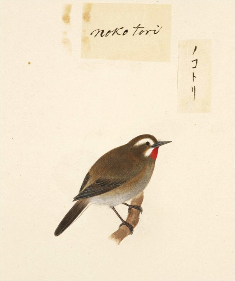 Naturalis Biodiversity Center - RMNH.ART.421 - Luscinia calliope - Kawahara Keiga - 1823 - 1829 - Siebold Collection - pencil drawing - water colour