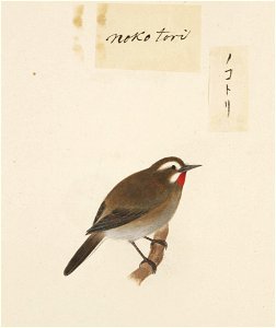 Naturalis Biodiversity Center - RMNH.ART.421 - Luscinia calliope - Kawahara Keiga - 1823 - 1829 - Siebold Collection - pencil drawing - water colour