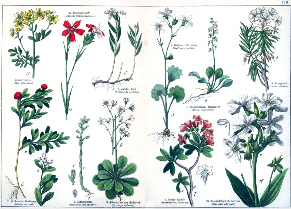 Naturgeschichte des Pflanzenreichs Tafel XXII