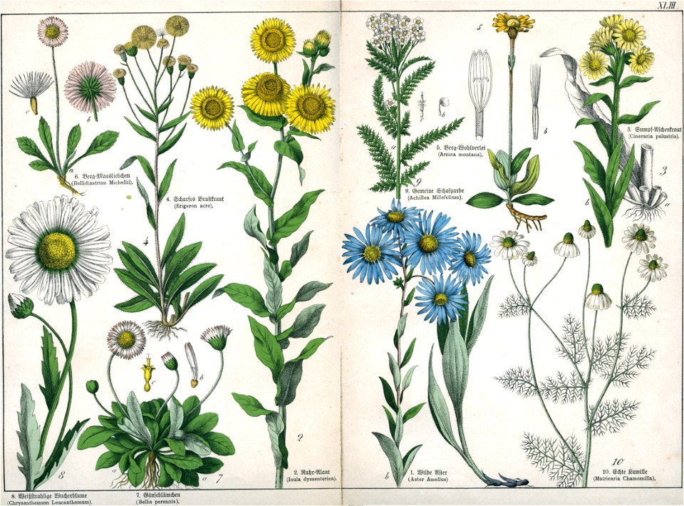 Naturgeschichte des Pflanzenreichs Tafel XLIII