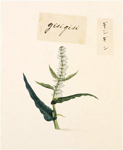 Naturalis Biodiversity Center - RMNH.ART.783 - Rumex japonicus - Kawahara Keiga - 1823 - 1829 - Siebold Collection - pencil drawing - water colour
