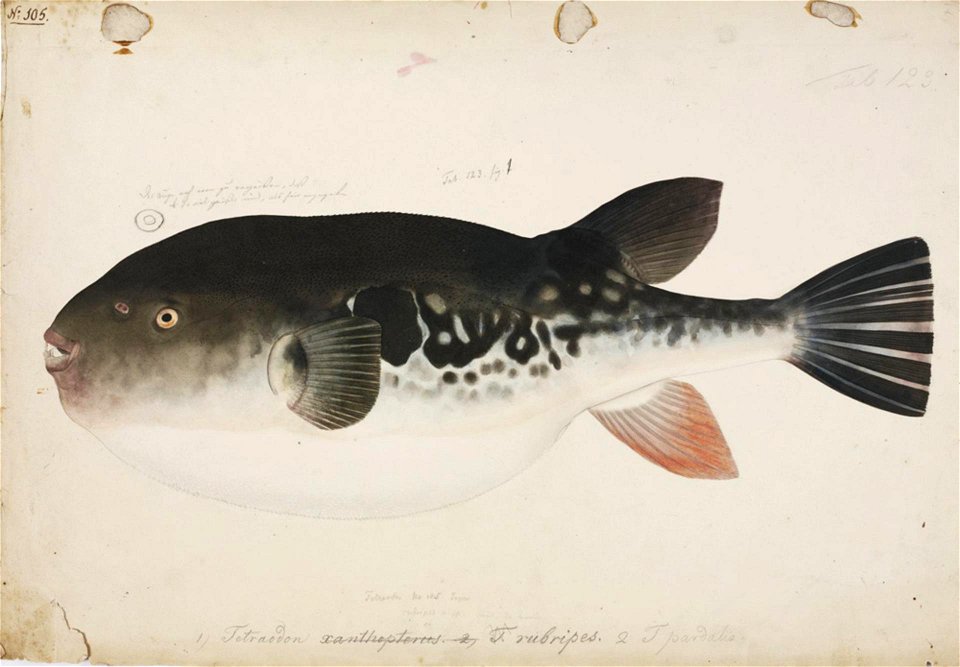 Naturalis Biodiversity Center - RMNH.ART.42 - Takifugu rubripes (Temminck and Schlegel) - Kawahara Keiga - 1823 - 1829 - Siebold Collection - pencil drawing - water colour