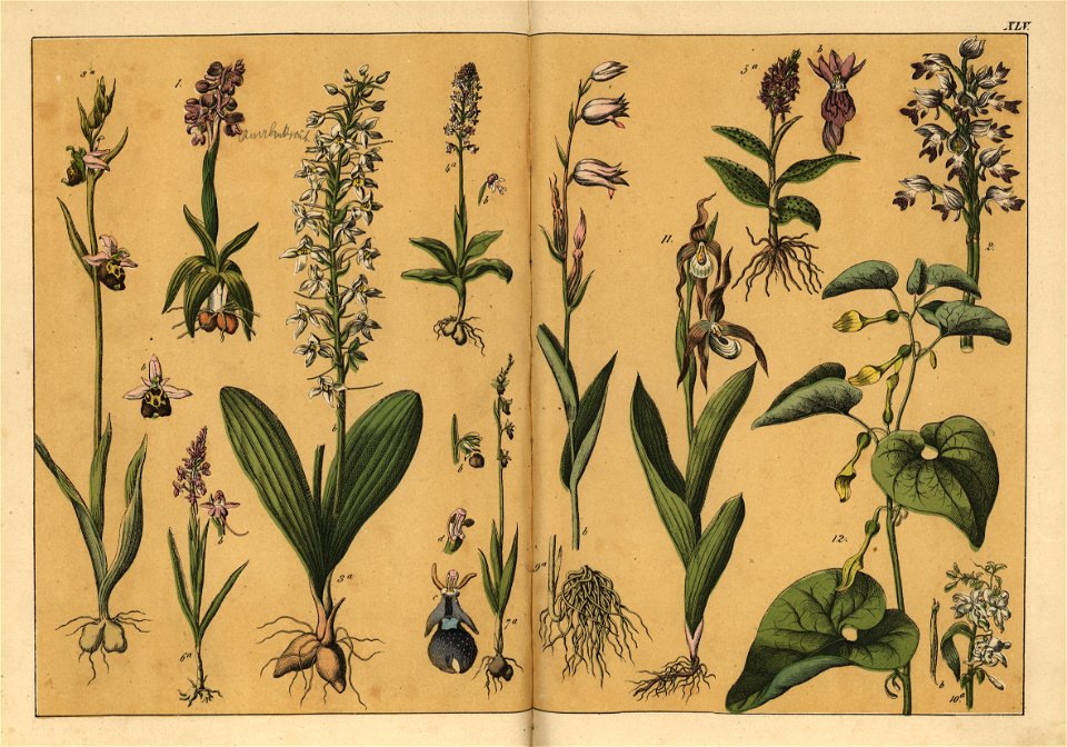 Naturgeschichte des Pflanzenreichs, Eßlingen 1870 - Tafel 045