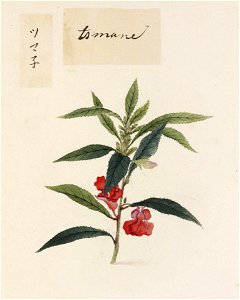 Naturalis Biodiversity Center - RMNH.ART.753 - Impatiens balsamina - Kawahara Keiga - 1823 - 1829 - Siebold Collection - pencil drawing - water colour