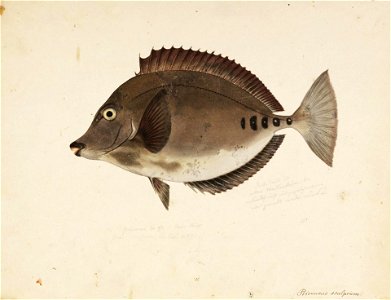 Naturalis Biodiversity Center - RMNH.ART.695 - Prionurus microlepidotus Lacépède - Kawahara Keiga - 1823 - 1829 - Siebold Collection - pencil drawing - water colour