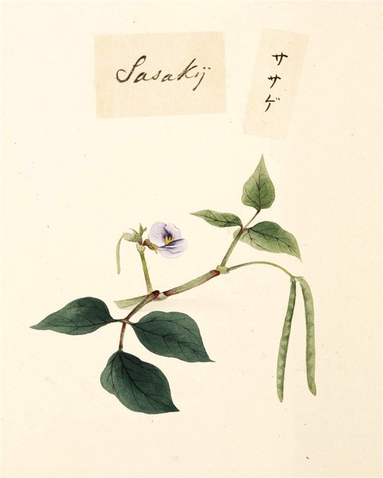 Naturalis Biodiversity Center - RMNH.ART.660 - Vigna unguiculata - Kawahara Keiga - 1823 - 1829 - Siebold Collection - pencil drawing - water colour