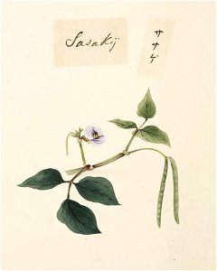 Naturalis Biodiversity Center - RMNH.ART.660 - Vigna unguiculata - Kawahara Keiga - 1823 - 1829 - Siebold Collection - pencil drawing - water colour