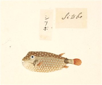 Naturalis Biodiversity Center - RMNH.ART.553 - Ostracion immaculatus - Kawahara Keiga - 1823 - 1829 - Siebold Collection - pencil drawing - water colour