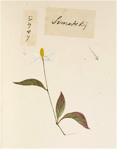 Naturalis Biodiversity Center - RMNH.ART.760 - Houttuynia cordata - Kawahara Keiga - 1823 - 1829 - Siebold Collection - pencil drawing - water colour