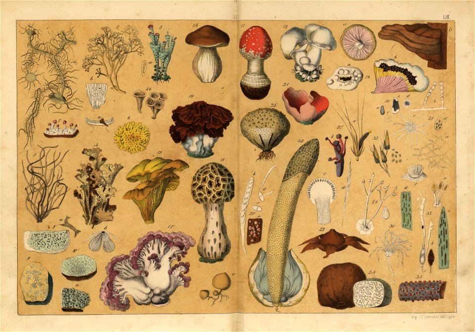 Naturgeschichte des Pflanzenreichs, Eßlingen 1870 - Tafel 053