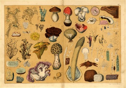 Naturgeschichte des Pflanzenreichs, Eßlingen 1870 - Tafel 053