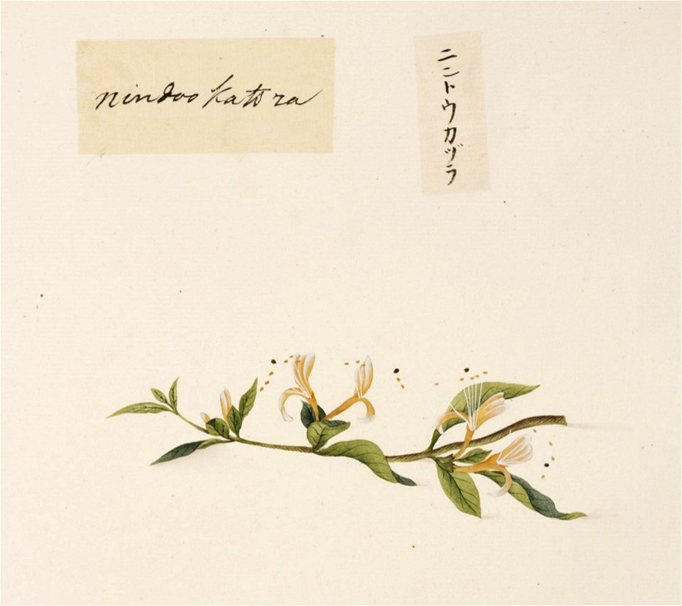 Naturalis Biodiversity Center - RMNH.ART.664 - Lonicera japonica (Japanese honeysuckle) - Kawahara Keiga - 1823 - 1829 - Siebold Collection - pencil drawing - water colour