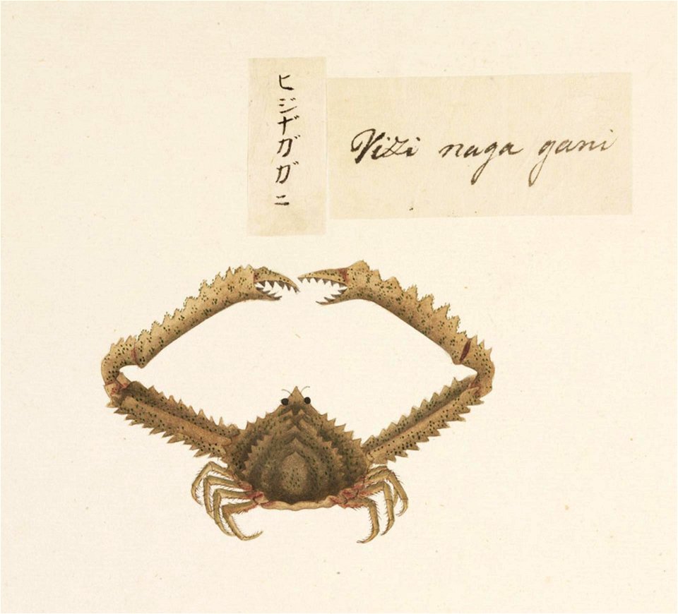 Naturalis Biodiversity Center - RMNH.ART.560 - Parthenope (Platylambrus) laciniata - Kawahara Keiga - 1823 - 1829 - Siebold Collection - pencil drawing - water colour