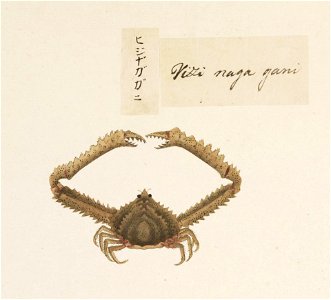 Naturalis Biodiversity Center - RMNH.ART.560 - Parthenope (Platylambrus) laciniata - Kawahara Keiga - 1823 - 1829 - Siebold Collection - pencil drawing - water colour