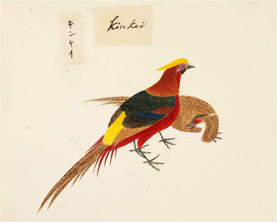 Naturalis Biodiversity Center - RMNH.ART.439 - Chrysolophus pictus - Kawahara Keiga - 1823 - 1829 - Siebold Collection - pencil drawing - water colour