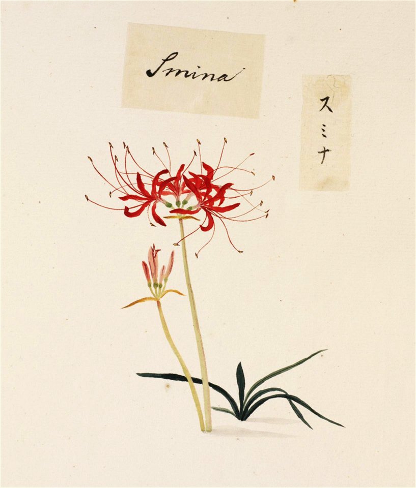 Naturalis Biodiversity Center - RMNH.ART.751 - Lycoris radiata Herb. - Kawahara Keiga - 1823 - 1829 - Siebold Collection - pencil drawing - water colour