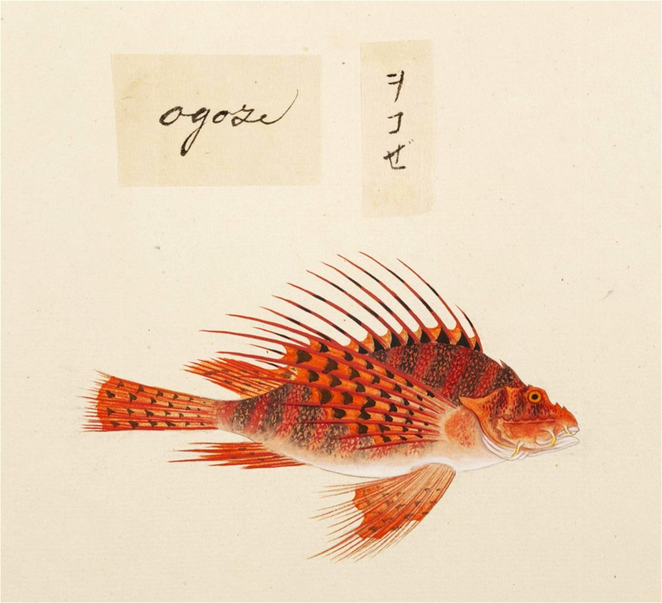Naturalis Biodiversity Center - RMNH.ART.546 - Pterois lunulata - Kawahara Keiga - 1823 - 1829 - Siebold Collection - pencil drawing - water colour