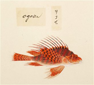 Naturalis Biodiversity Center - RMNH.ART.546 - Pterois lunulata - Kawahara Keiga - 1823 - 1829 - Siebold Collection - pencil drawing - water colour