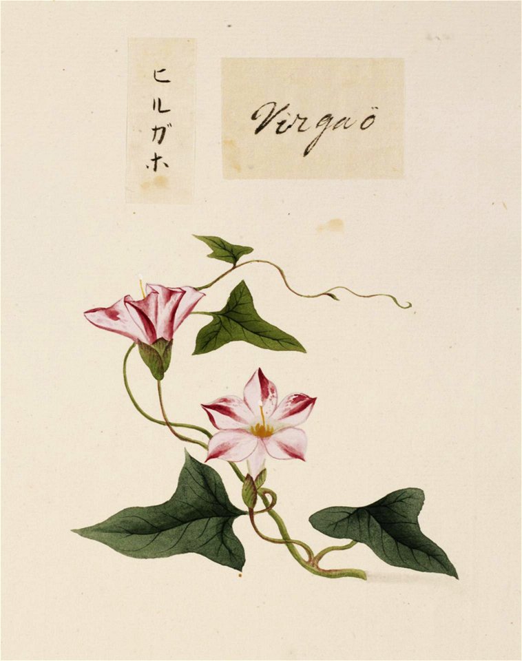 Naturalis Biodiversity Center - RMNH.ART.671 - Calystegia japonica - Kawahara Keiga - 1823 - 1829 - Siebold Collection - pencil drawing - water colour
