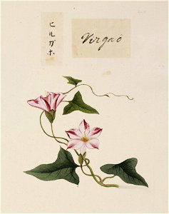 Naturalis Biodiversity Center - RMNH.ART.671 - Calystegia japonica - Kawahara Keiga - 1823 - 1829 - Siebold Collection - pencil drawing - water colour