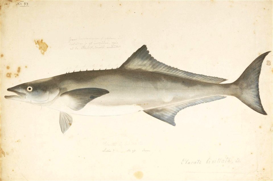 Naturalis Biodiversity Center - RMNH.ART.568 - Rachycentron canadum (Linnaeus) - Kawahara Keiga - 1823 - 1829 - Siebold Collection - pencil drawing - water colour