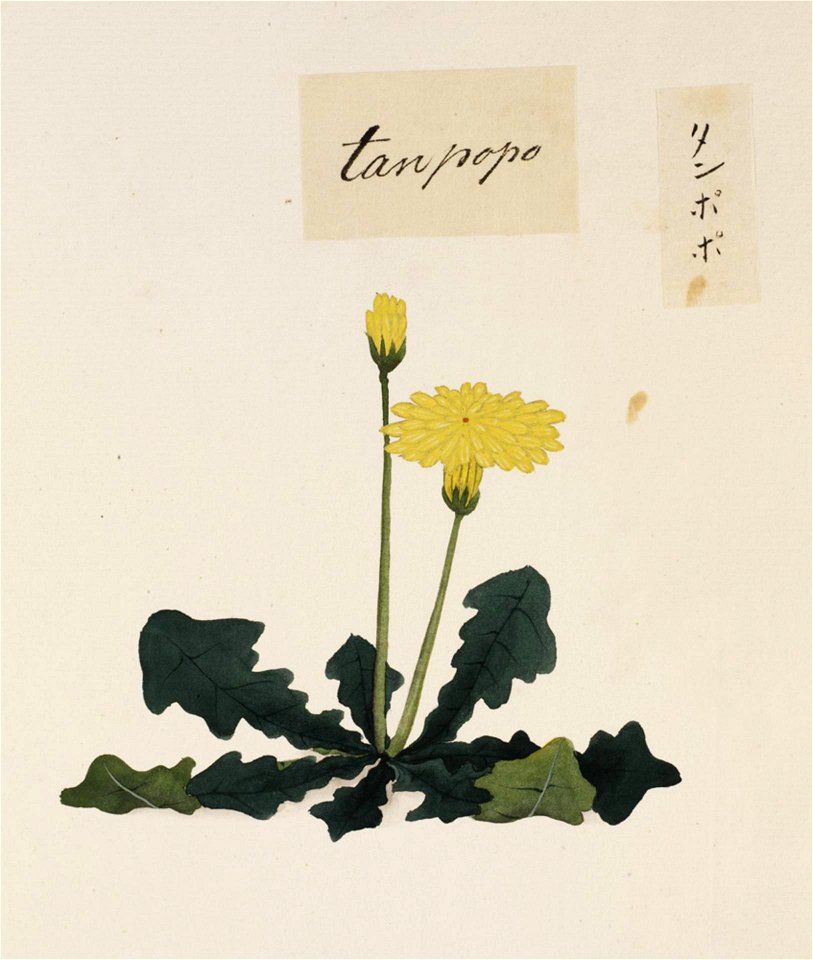 Naturalis Biodiversity Center - RMNH.ART.698 - Taraxacum - Kawahara Keiga - 1823 - 1829 - Siebold Collection - pencil drawing - water colour