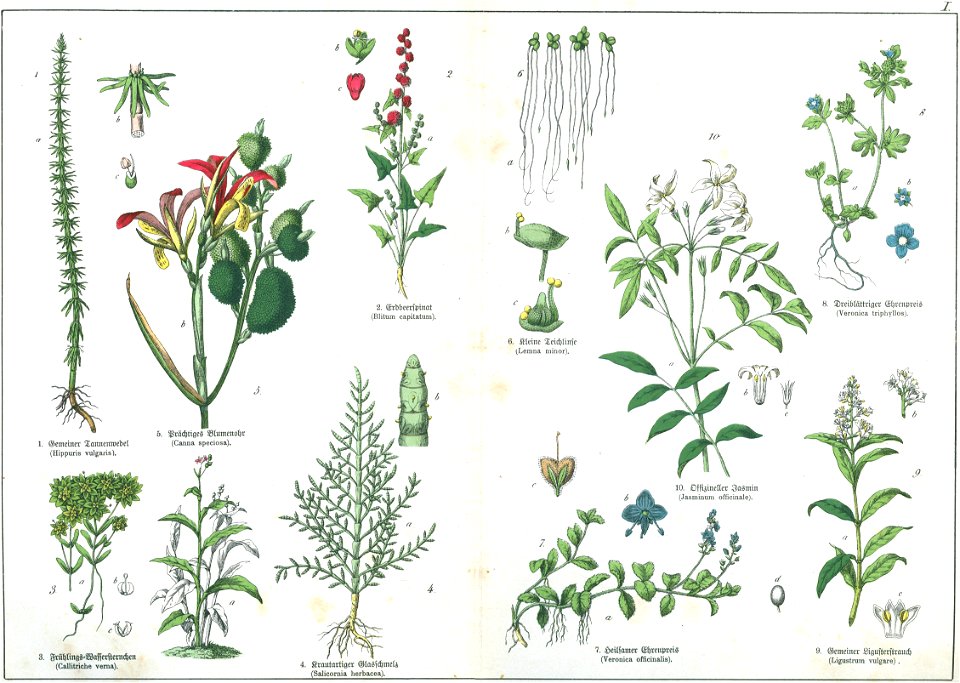 Naturgeschichte des Pflanzenreichs Tafel I