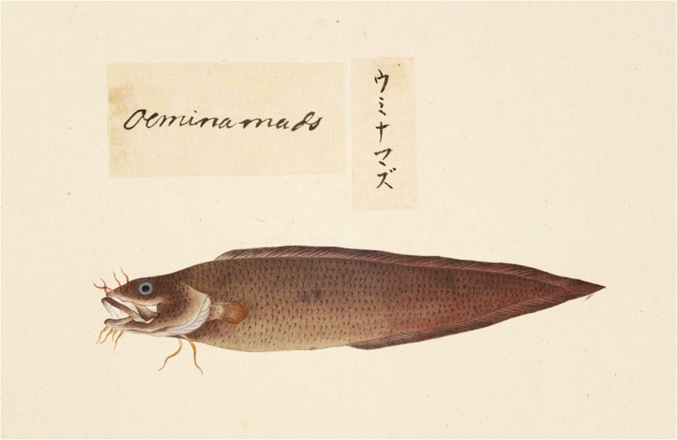 Naturalis Biodiversity Center - RMNH.ART.548 - Brotula multibarbata - Kawahara Keiga - 1823 - 1829 - Siebold Collection - pencil drawing - water colour