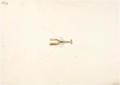 Naturalis Biodiversity Center - RMNH.ART.57 - Alpheus brevicristatus - Kawahara Keiga - 1823 - 1829 - Siebold Collection - pencil drawing - water colour