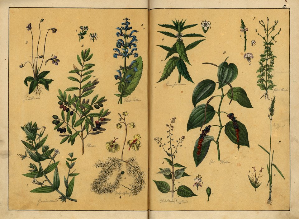 Naturgeschichte des Pflanzenreichs, Eßlingen 1870 - Tafel 002