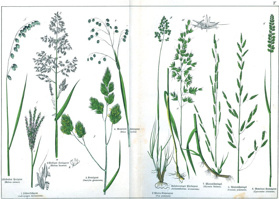 Naturgeschichte des Pflanzenreichs Tafel V