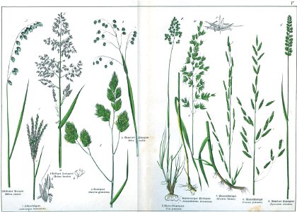 Naturgeschichte des Pflanzenreichs Tafel V