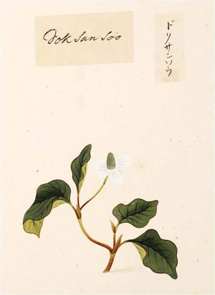 Naturalis Biodiversity Center - RMNH.ART.729 - Unidentified plant - Kawahara Keiga - 1823 - 1829 - Siebold Collection - pencil drawing - water colour