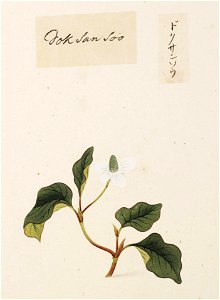 Naturalis Biodiversity Center - RMNH.ART.729 - Unidentified plant - Kawahara Keiga - 1823 - 1829 - Siebold Collection - pencil drawing - water colour