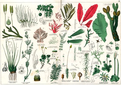Naturgeschichte des Pflanzenreichs Tafel LII
