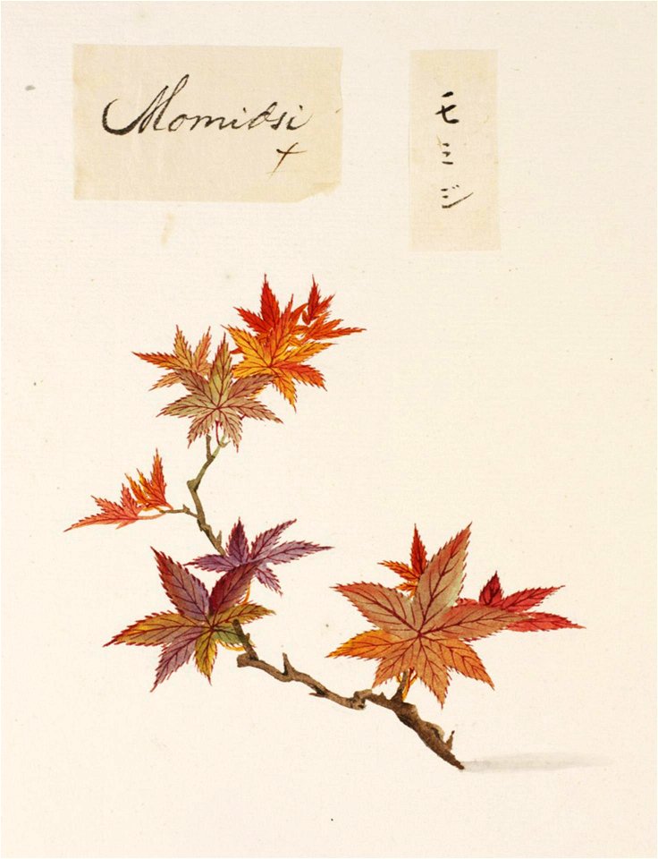 Naturalis Biodiversity Center - RMNH.ART.822 - Acer palmatum - Kawahara Keiga - 1823 - 1829 - Siebold Collection - pencil drawing - water colour