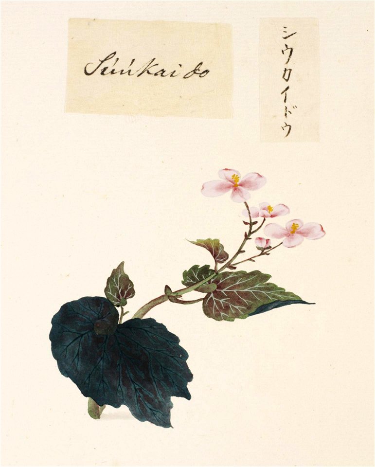 Naturalis Biodiversity Center - RMNH.ART.680 - Begonia evansiana - Kawahara Keiga - 1823 - 1829 - Siebold Collection - pencil drawing - water colour