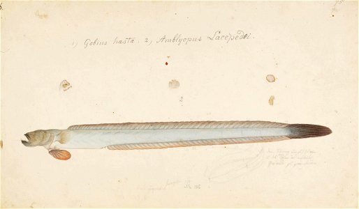 Naturalis Biodiversity Center - RMNH.ART.782 - Taenioides rubicundus Hamilton - Kawahara Keiga - 1823 - 1829 - Siebold Collection - pencil drawing - water colour