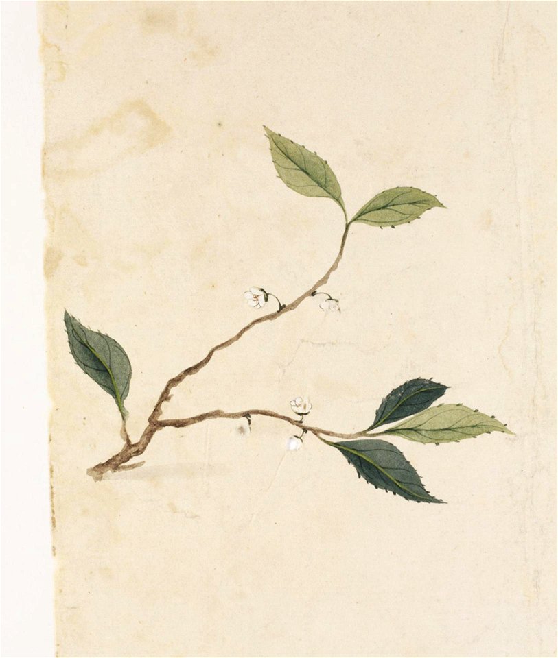 Naturalis Biodiversity Center - RMNH.ART.808 - Unidentified plant - Kawahara Keiga - 1823 - 1829 - Siebold Collection - pencil drawing - water colour